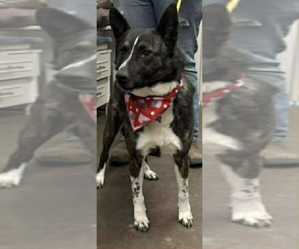 Medium Photo #7 Mutt Puppy For Sale in Aurora, IN, USA