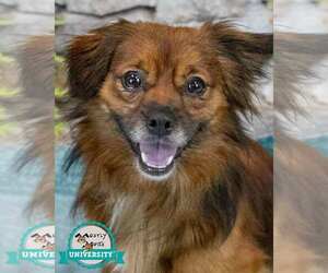 Colonial Cocker Spaniel-Unknown Mix Dogs for adoption in Kennesaw, GA, USA