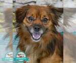 Small Colonial Cocker Spaniel Mix