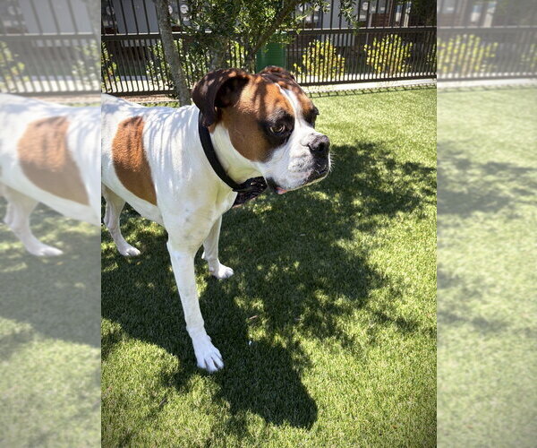 Medium Photo #2 Boxer Puppy For Sale in Austin, TX, USA