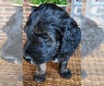 Small #8 Aussiedoodle