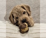 Small Photo #2 Goldendoodle (Miniature) Puppy For Sale in EAGLE MOUNTAIN, UT, USA