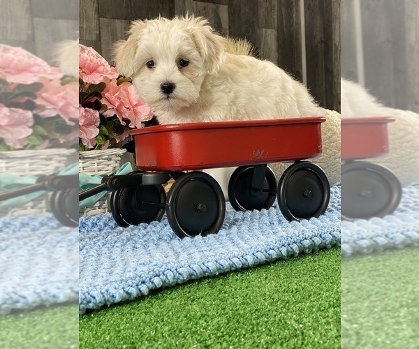 Medium Photo #5 Coton de Tulear Puppy For Sale in CANOGA, NY, USA