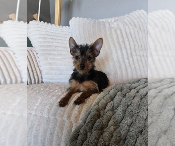 Medium Photo #2 Yorkshire Terrier Puppy For Sale in INDIANAPOLIS, IN, USA