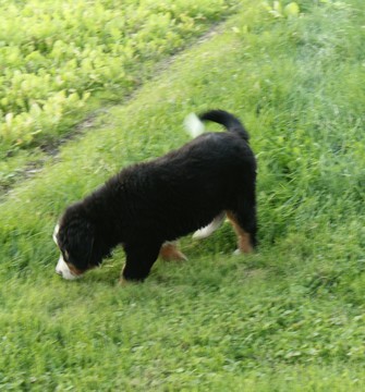 Medium Photo #5 Bernese Mountain Dog Puppy For Sale in FRESNO, OH, USA