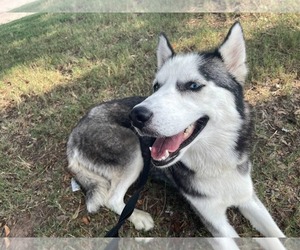 Siberian Husky Dogs for adoption in Carrollton, TX, USA
