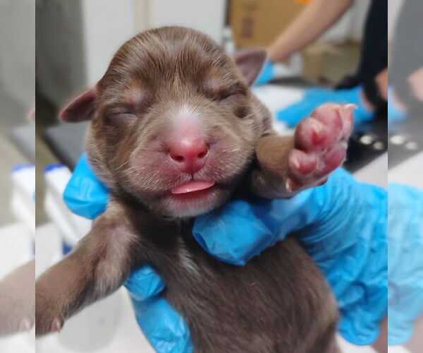 Medium Photo #5 Mutt Puppy For Sale in Holly Springs, NC, USA