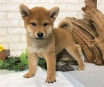 Small Photo #12 Shiba Inu Puppy For Sale in MANHATTAN, NY, USA