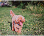 Small Photo #1 Irish Setter-Poodle (Toy) Mix Puppy For Sale in LITTLE ROCK, AR, USA
