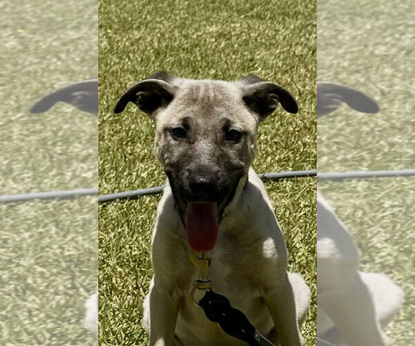 Medium Photo #1 Mutt Puppy For Sale in San Diego, CA, USA