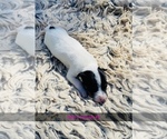 Small Photo #1 Jack Russell Terrier Puppy For Sale in KINGSVILLE, MO, USA