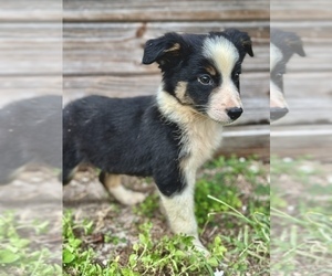Australian Shepherd Puppy for sale in ORLANDO, FL, USA