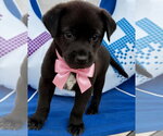 Small #1 Labrador Retriever Mix