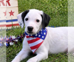 Small Labrador Retriever