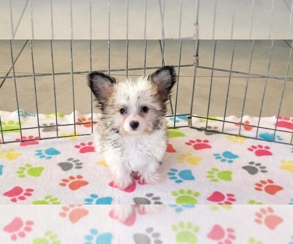 Medium Photo #6 Papitese Puppy For Sale in ORO VALLEY, AZ, USA