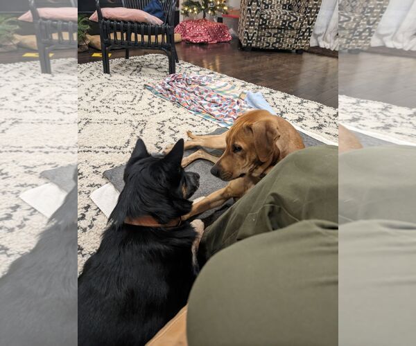 Medium Photo #9 Labrador Retriever-Unknown Mix Puppy For Sale in Columbus, IN, USA