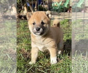 Shiba Inu Puppy for sale in SNOHOMISH, WA, USA