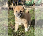 Small Shiba Inu