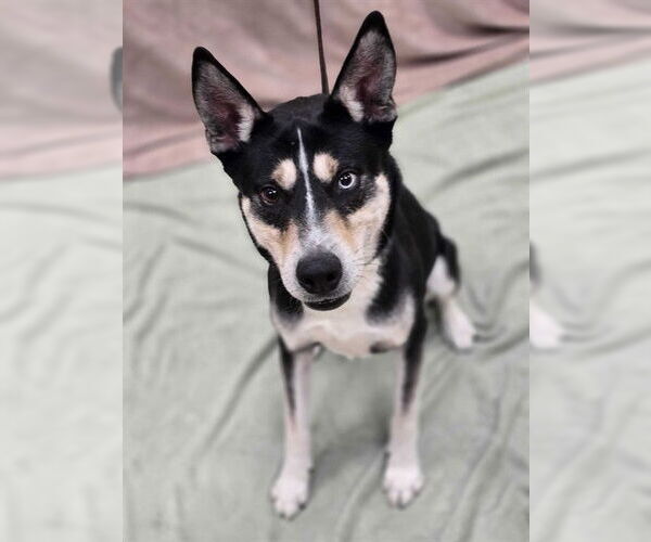 Medium Photo #1 Siberian Husky-Unknown Mix Puppy For Sale in Ogden, UT, USA