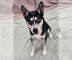 Small Siberian Husky Mix