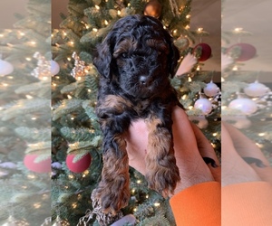 Cavapoo Puppy for sale in SOUTH BELOIT, IL, USA