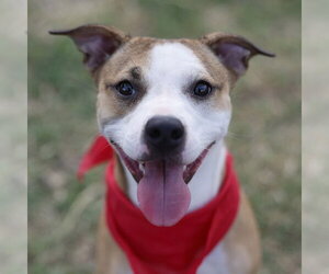 Mutt Dogs for adoption in San Antonio, TX, USA
