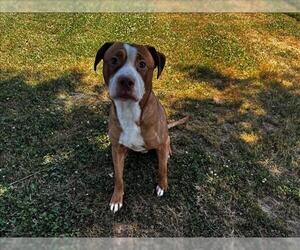 Staffordshire Bull Terrier-Unknown Mix Dogs for adoption in Grovetown, GA, USA