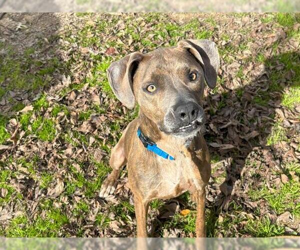 Medium Photo #1 American Staffordshire Terrier-Unknown Mix Puppy For Sale in Waco, TX, USA