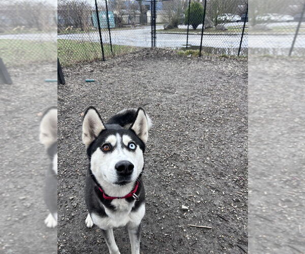 Medium Photo #3 Siberian Husky-Unknown Mix Puppy For Sale in Elmsford, NY, USA