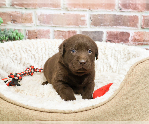 Medium Photo #3 Labrador Retriever Puppy For Sale in SYRACUSE, IN, USA