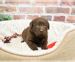 Small #2 Labrador Retriever