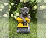 Small #1 French Bulldog