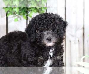 Bernedoodle Puppy for sale in MOUNT VERNON, OH, USA