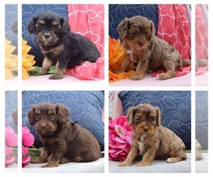 Cavapoo Litter for sale in THORP, WI, USA