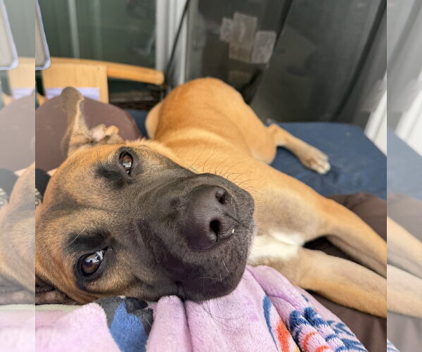 Medium Photo #14 Mutt Puppy For Sale in Fargo, ND, USA