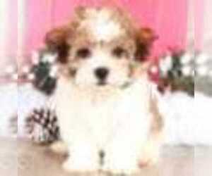 Shih Tzu Puppy for sale in MOUNT VERNON, OH, USA