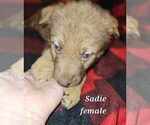 Small #15 German Shepherd Dog-Siberian Husky Mix