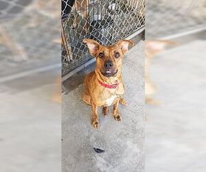 Avia - Female American Staffordshire Terrier-Boxer Mix Dog for Adoption - Photo #2