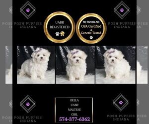 Maltese Puppy for sale in WARSAW, IN, USA