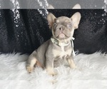 Small #3 French Bulldog