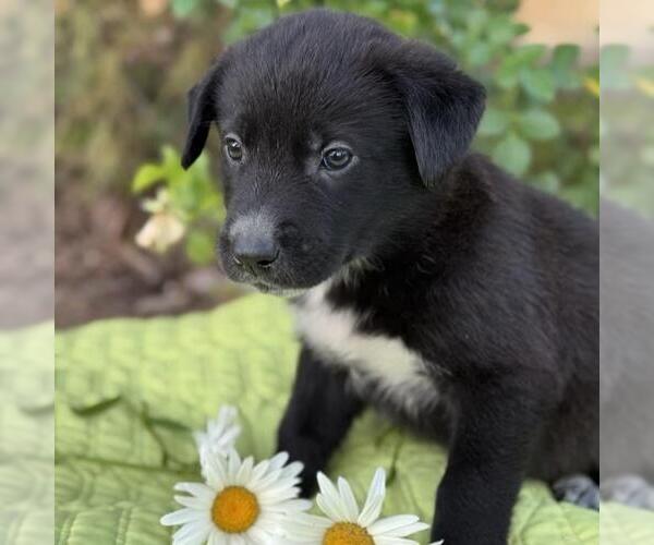 Medium Photo #1 Labrador Retriever-Unknown Mix Puppy For Sale in San Diego, CA, USA