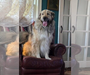 Great Pyrenees-Unknown Mix Dogs for adoption in Croydon, NH, USA