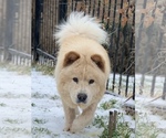 Small Photo #1 Chow Chow Puppy For Sale in DALLAS, TX, USA