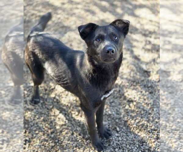 Medium Photo #4 Feist Terrier-Unknown Mix Puppy For Sale in Anniston, AL, USA