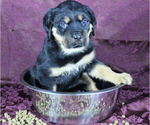 Small Photo #16 Rottweiler Puppy For Sale in HEMINGWAY, SC, USA