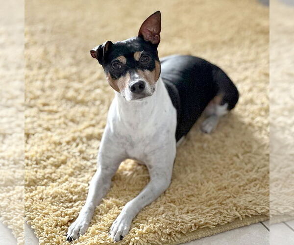 Medium Photo #13 Rat Terrier Puppy For Sale in Atlanta, GA, USA