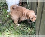 Small #9 Aussiedoodle