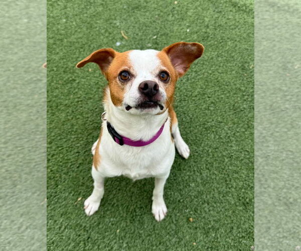 Medium Photo #3 Jack Chi Puppy For Sale in Tempe , AZ, USA