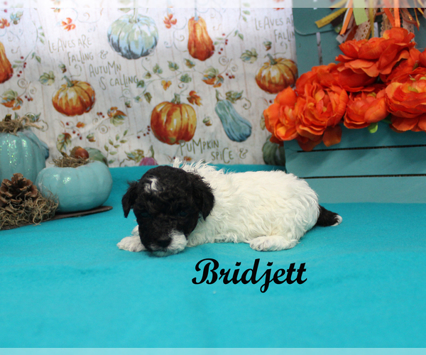 Medium Photo #3 Poodle (Toy) Puppy For Sale in CHANUTE, KS, USA