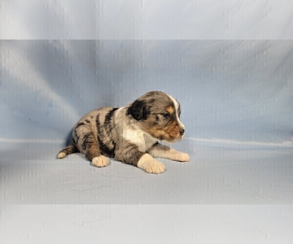 Medium Photo #10 Bernedoodle (Miniature) Puppy For Sale in BLACK FOREST, CO, USA